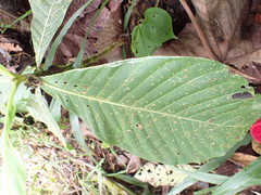 Elaeagia utilis