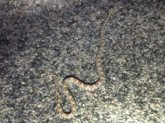 Trimorphodon lyrophanes