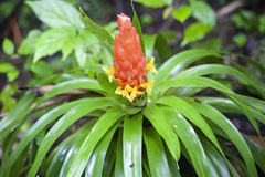 Guzmania berteroniana
