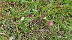 Noticastrum diffusum