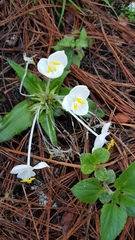 Weldenia candida