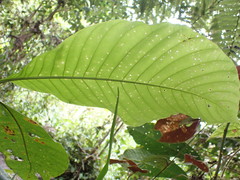 Elaeagia utilis