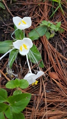 Weldenia candida