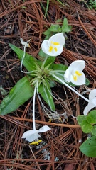 Weldenia candida