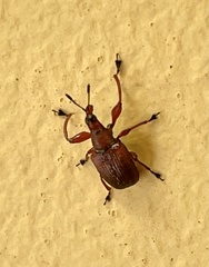 Euops falcata