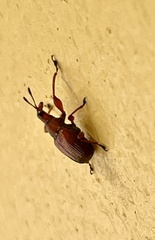 Euops falcata