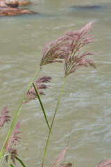 Muhlenbergia breviligula