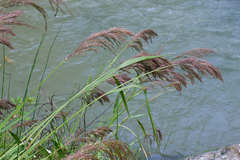 Muhlenbergia breviligula