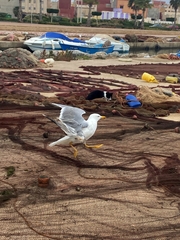 Larus michahellis michahellis