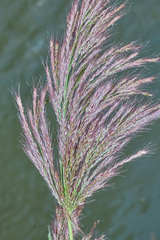 Muhlenbergia breviligula