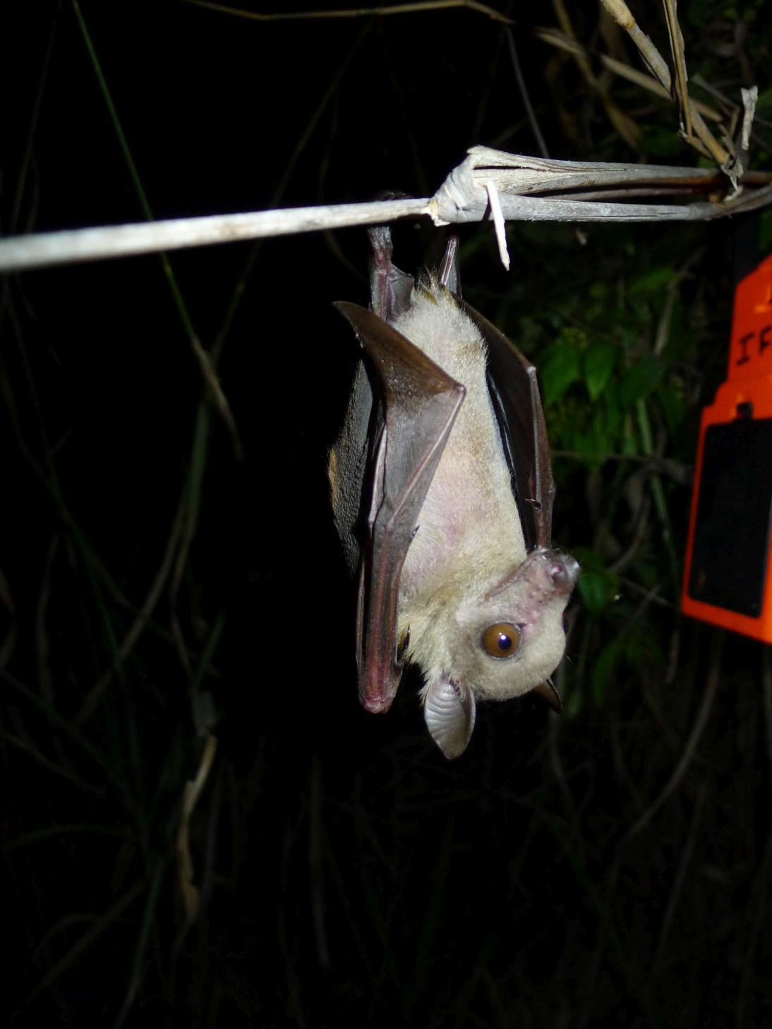 Sierra Leone Collared Fruit Bat photo 4