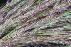Muhlenbergia breviligula