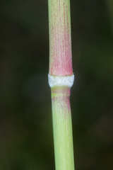 Muhlenbergia breviligula