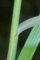 Muhlenbergia breviligula