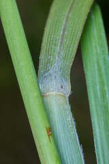 Muhlenbergia breviligula