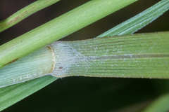 Muhlenbergia breviligula