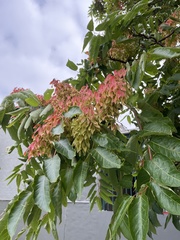 Ailanthus
