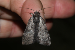 Catocala andromedae