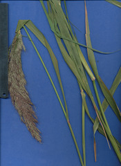 Muhlenbergia breviligula