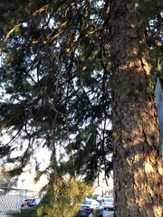Picea