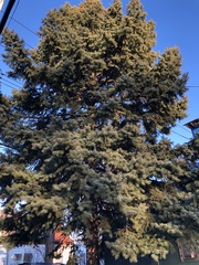 Picea