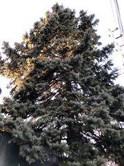 Picea