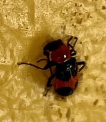 Dicranolaius bellulus