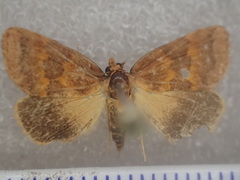 Haplopseustis erythrias