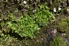 Plagiothecium nemorale