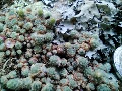 Sedum humifusum