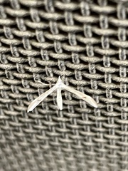 Platyptilia celidotus