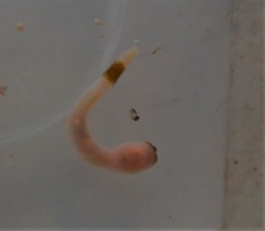 Aspidosiphon muelleri