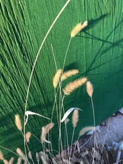 Setaria