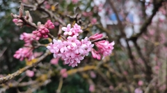 Viburnum grandiflorum