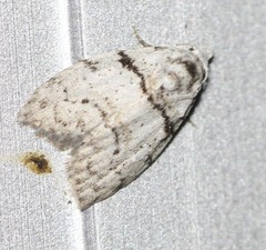 Nola pygmaeodes