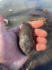 Utterbackia imbecillis