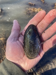 Utterbackia imbecillis