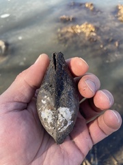 Utterbackia imbecillis