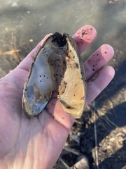 Utterbackia imbecillis