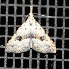 Trigonistis asthenopa