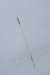 Cynosurus cristatus