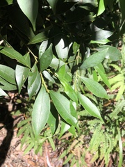 Cryptocarya meisneriana