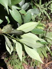 Cryptocarya meisneriana