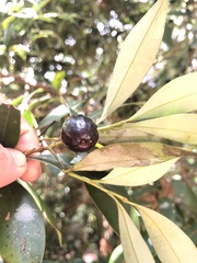 Cryptocarya meisneriana