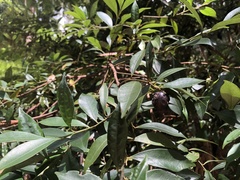 Cryptocarya meisneriana