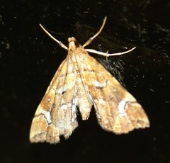 Musotima nitidalis