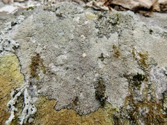 Lecanora saxigena