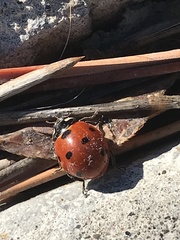 Coccinella septempunctata