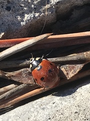 Coccinella septempunctata