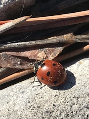 Coccinella septempunctata